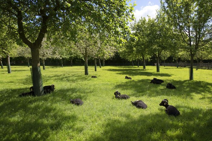 Quand les pommes racontent un territoire