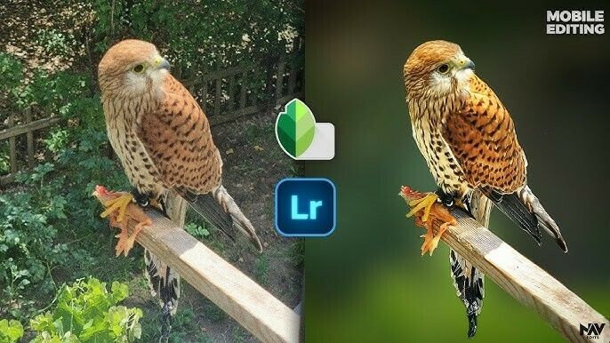 Découverte et utilisation de l'application PicCollage et Snaspeed