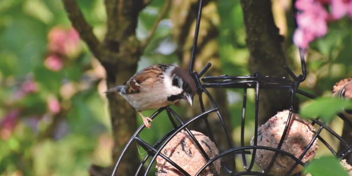 Préparation de Boule de Graisse pour les oiseaux