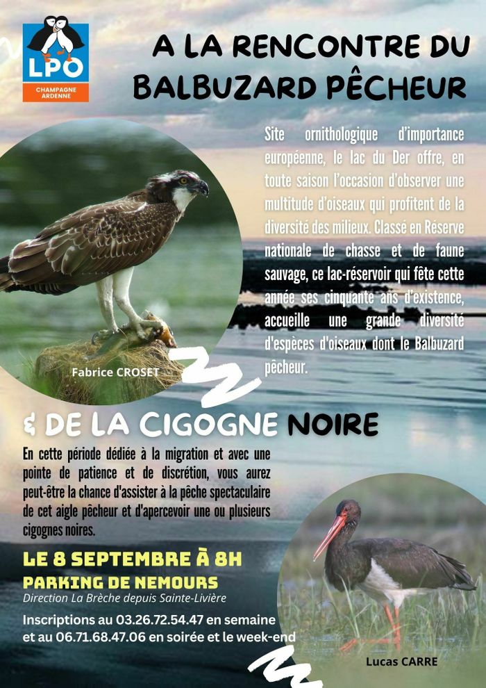 A la rencontre du Balbuzard pêcheur et de la Cigogne noire