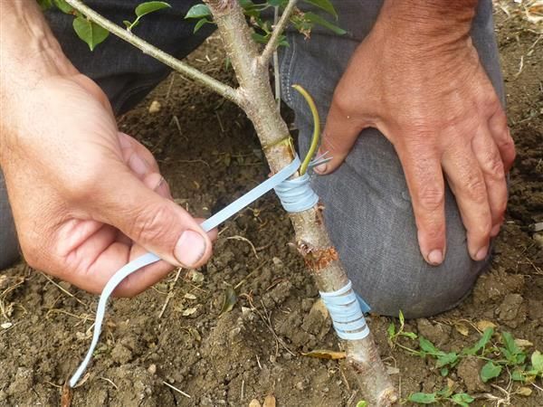Venez pratiquer la greffe à l’écusson !