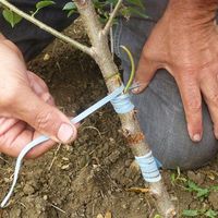 Venez pratiquer la greffe à l’écusson !