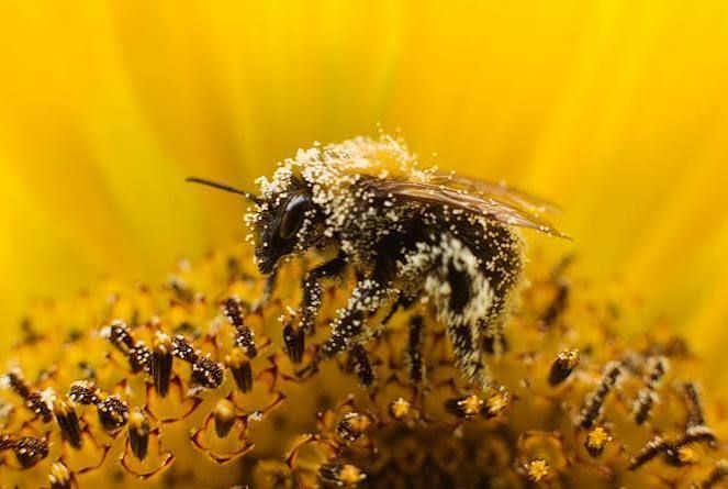 Projection-débat « Insecticides, comment l’agrochimie a tué les insectes »