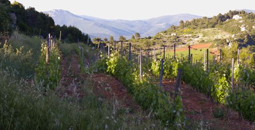 Découvrir: Domaine Mas Champart