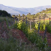 Découvrir: Domaine Mas Champart