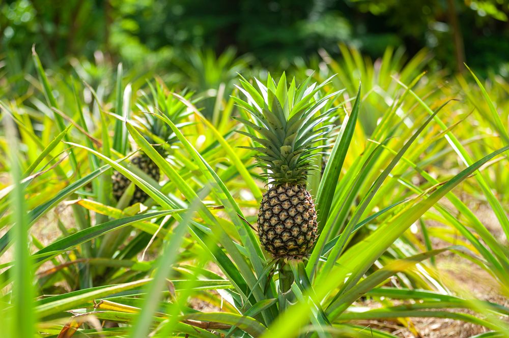 Fruits des marins et de la diplomatie: L' ananas