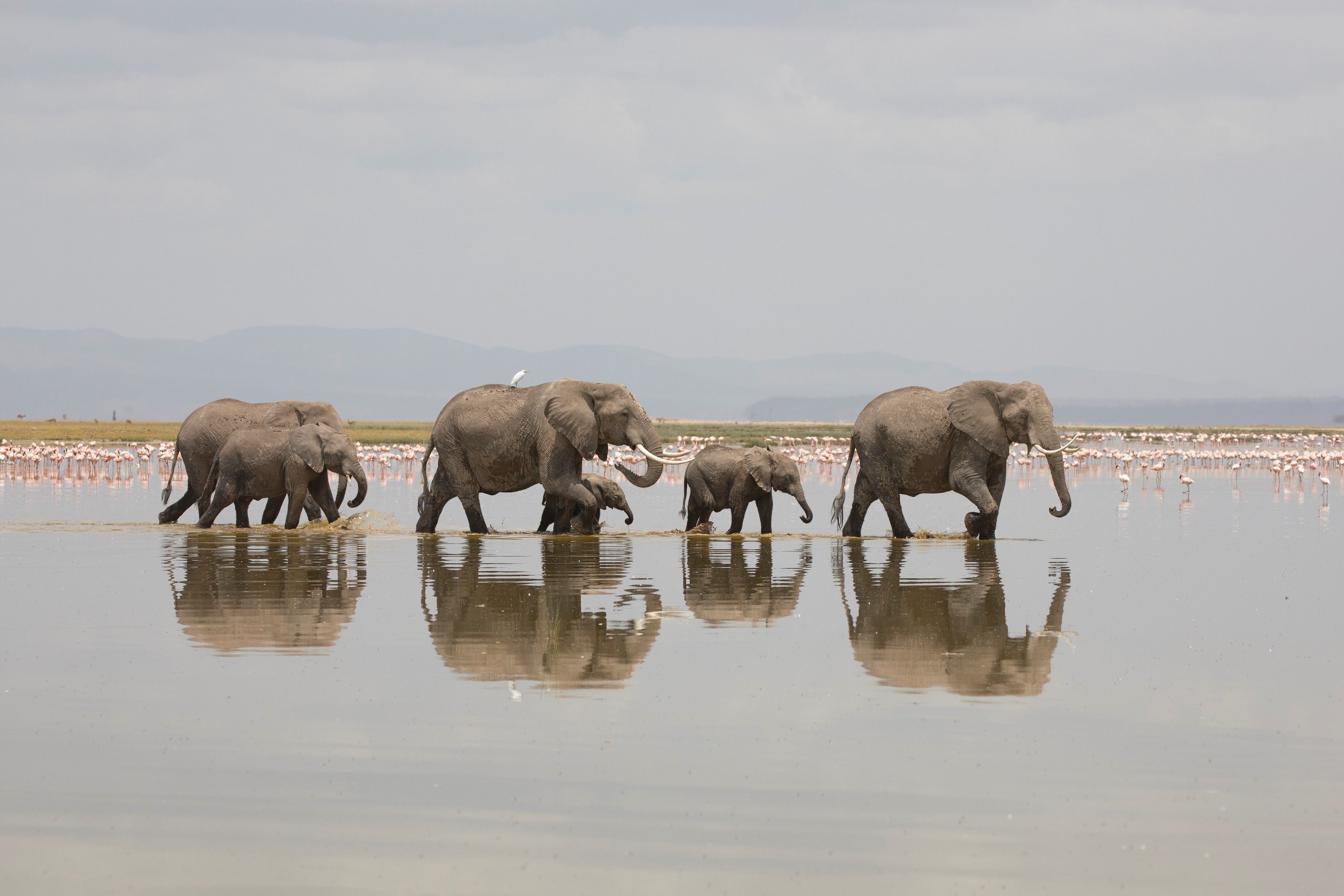 LES SECRETS DE LA PHOTOGRAPHIE ANIMALIÈRE