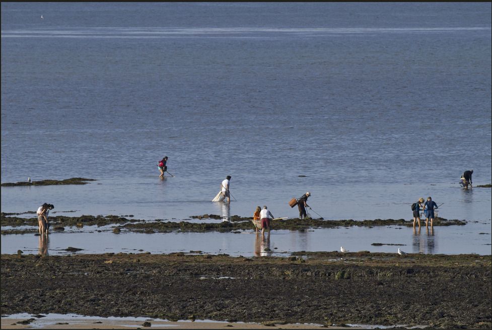 Journée nationale de comptage des pêcheurs à pieds