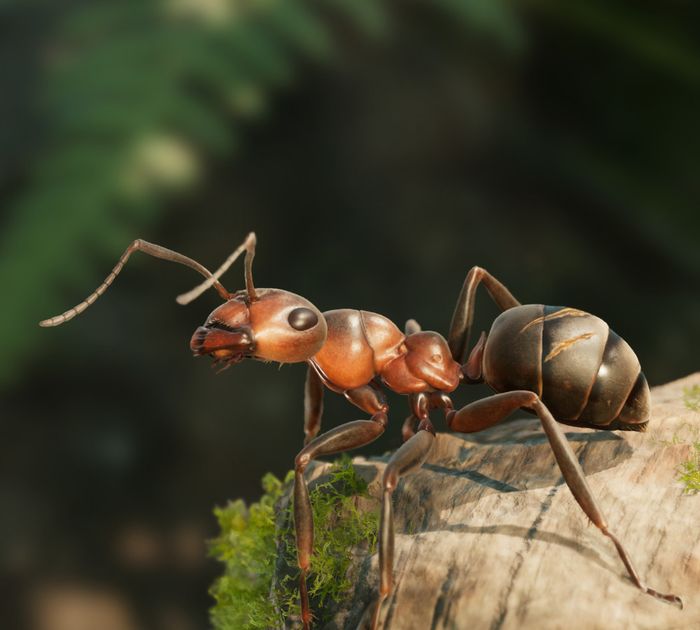 Jeu vidéo Fourmis