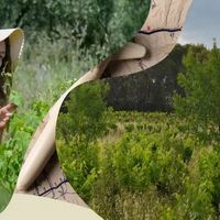 Visite découverte de l'Agroforesterie