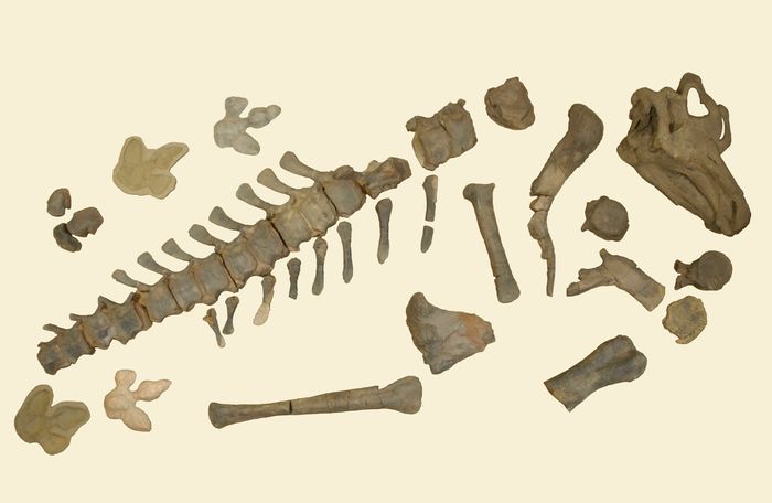 Revivez la découverte d'un iguanodon