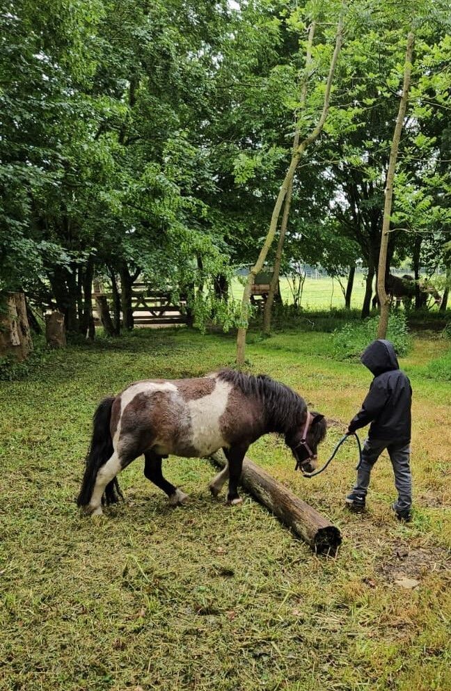 Atelier de médiation équine pour les enfants : À la découverte des émotions avec le cheval, chez LP Médiation Equine