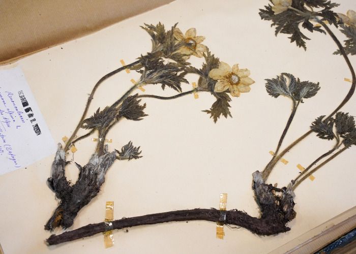 Visite exclusive de l'herbarium du Jardin botanique de Bordeaux