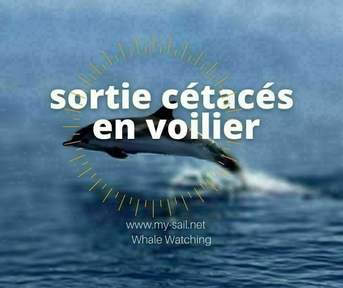 A la découverte des cétacés de Guadeloupe en voilier - Whale Watching