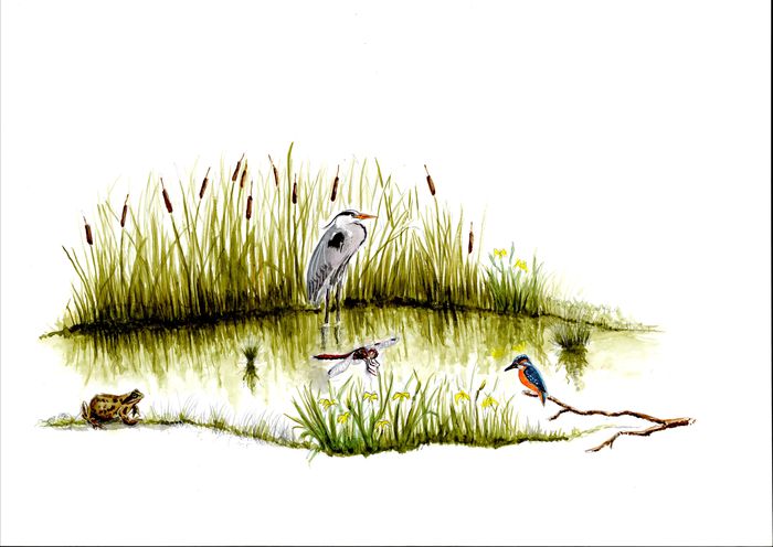 Balade naturaliste : 