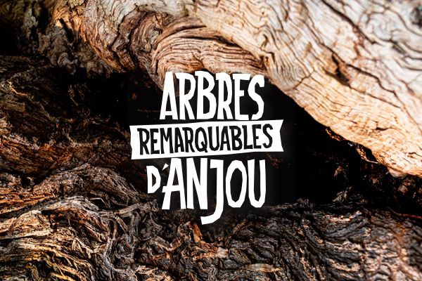 Arbres remarquables d'Anjou