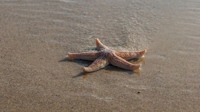 Pêche à pied : la vie en bord de mer