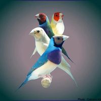 Salon de l'oiseau - Découvrez la beauté et la diversité des oiseaux