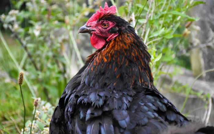Ateliers pratique à la ferme pédagogique René Binet (18e)