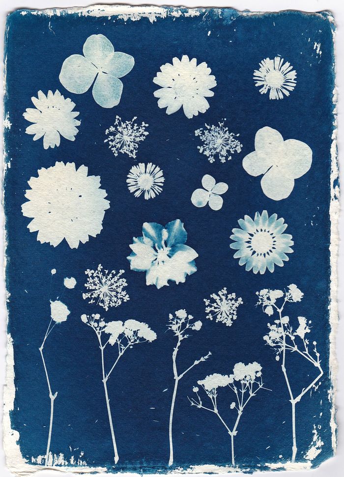 OPEN ÉCOMUSÉE | Cyanotype sur tissu, atelier d'impressions végétales avec La Maison des Arts du Fil