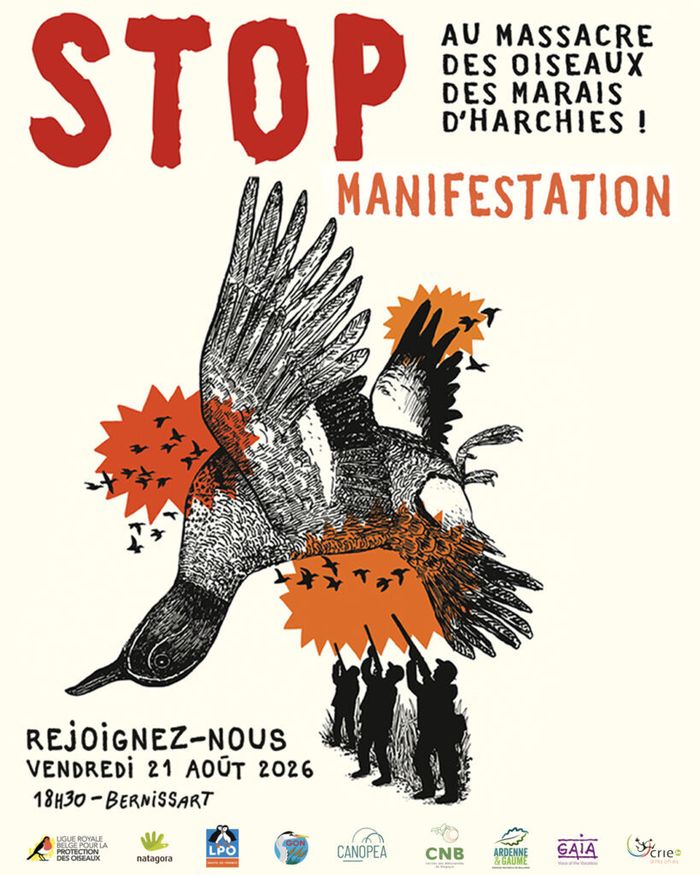 Marais d’Harchies : un rassemblement citoyen pour mieux protéger les oiseaux d’eau