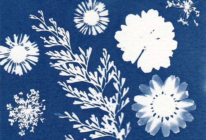 CYANOTYPE Empreintes bleues
