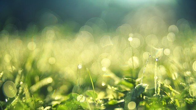 Balades nature : Au fil des haies