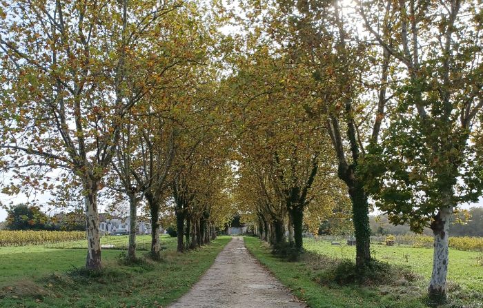 Visite et dégustation : ouverture exceptionnelle du domaine de Sentout