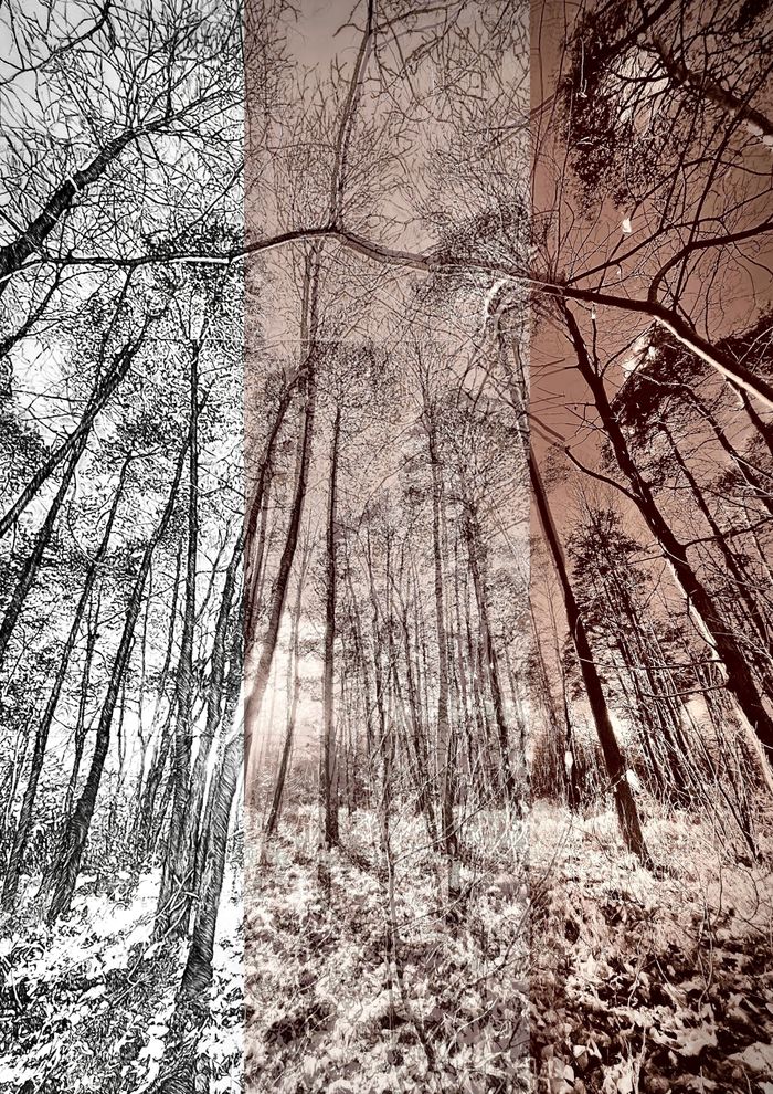 Caroline Leite « Métamorphoses photographiques »