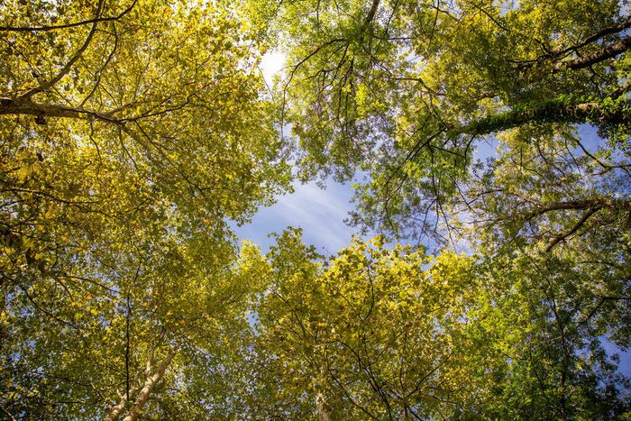 Nature et Climat d'hier et d'aujourd'hui : voyage dans le temps pour mieux comprendre le présent.