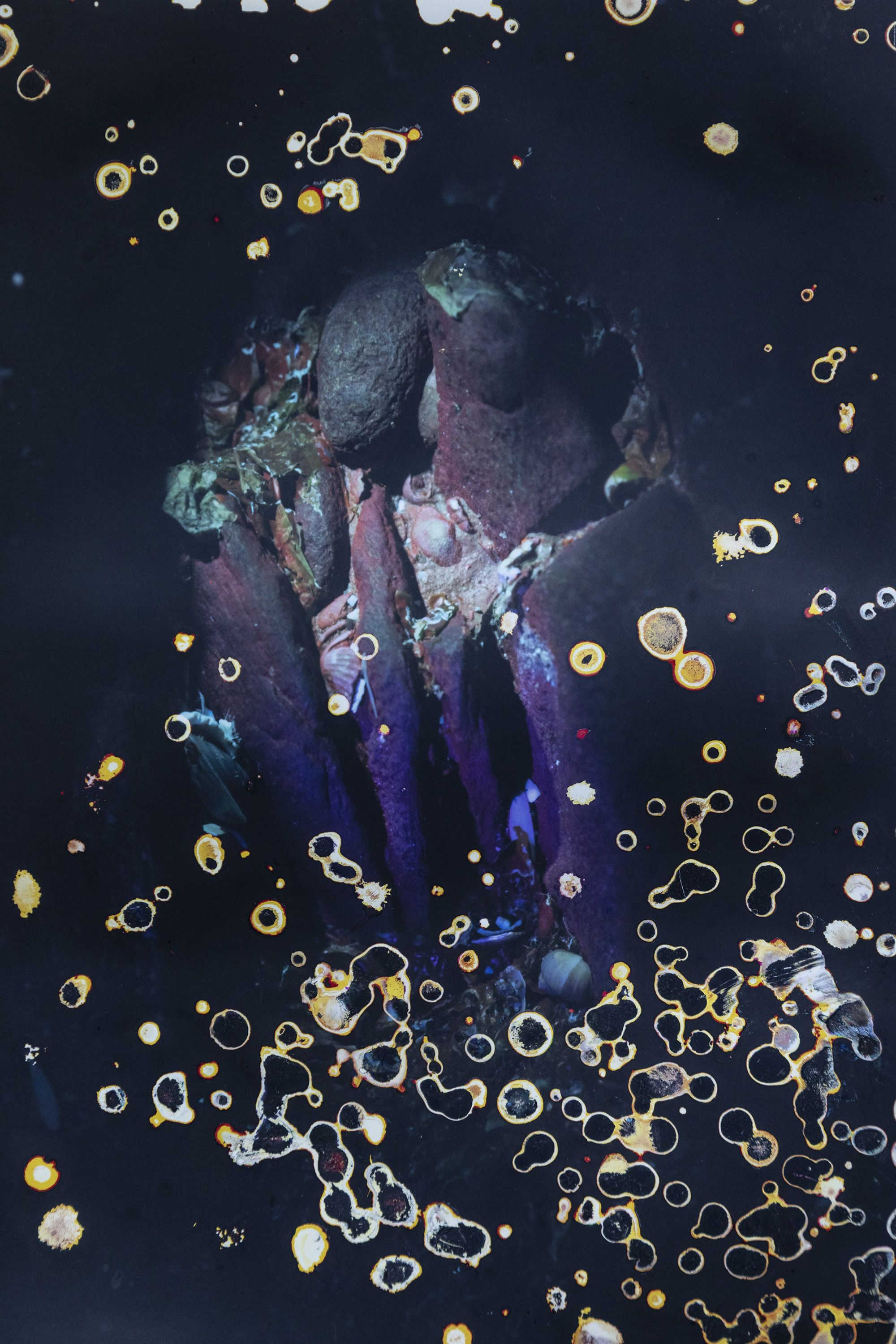 Exposition "Red bloom. Photographies d'Alice Pallot"