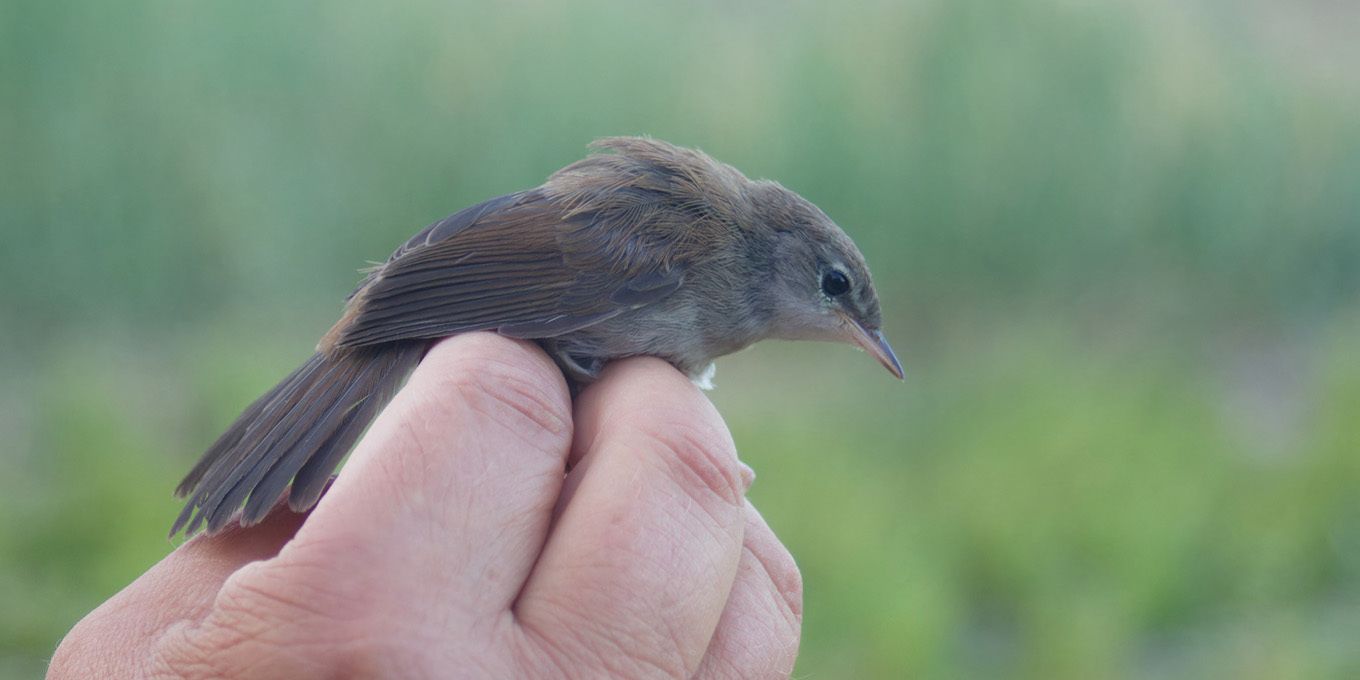 Découverte du suivi scientifique des oiseaux par le baguage