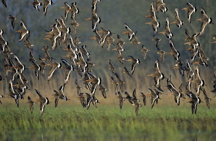 Oiseaux hivernants de la Baumette