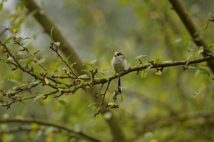 Balade naturaliste : promenade au pays des plumes