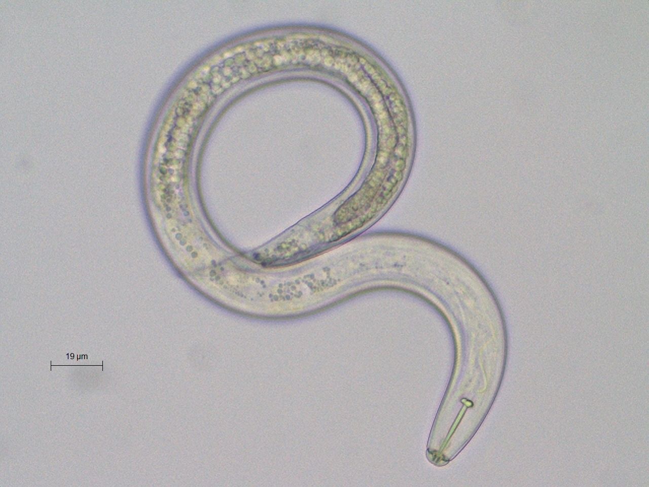 Les nématodes, ces vers qui ont colonisé le monde