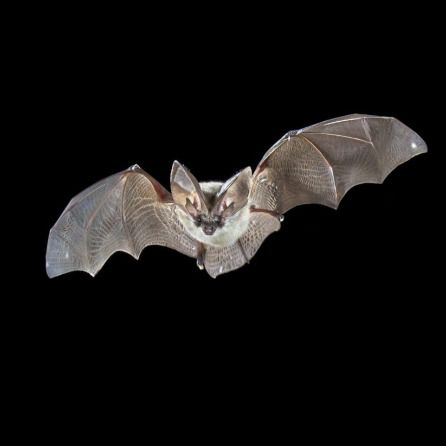 Nuit de la Chauve-souris