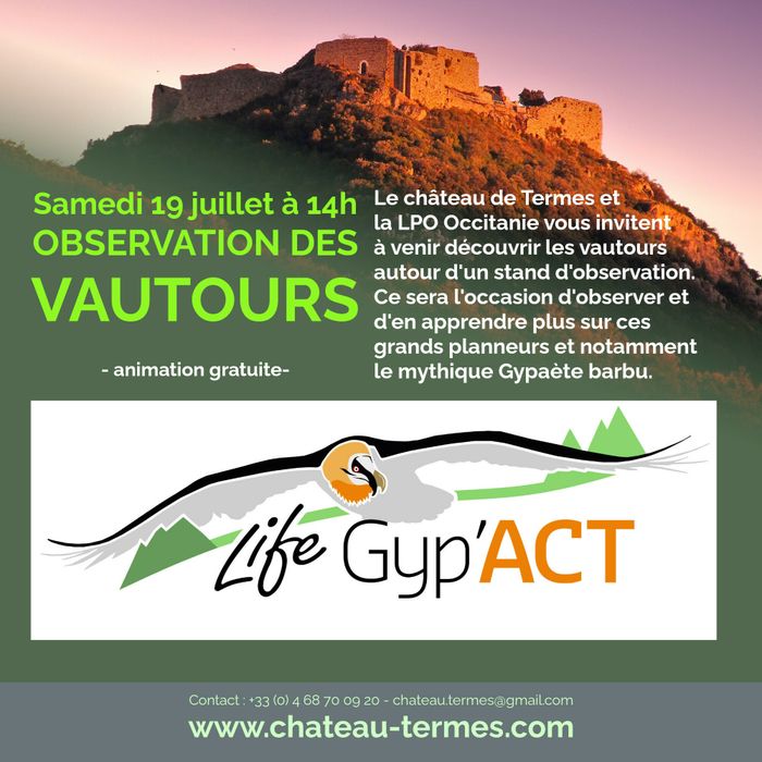 Observation des vautours