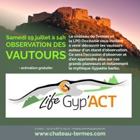 Observation des vautours