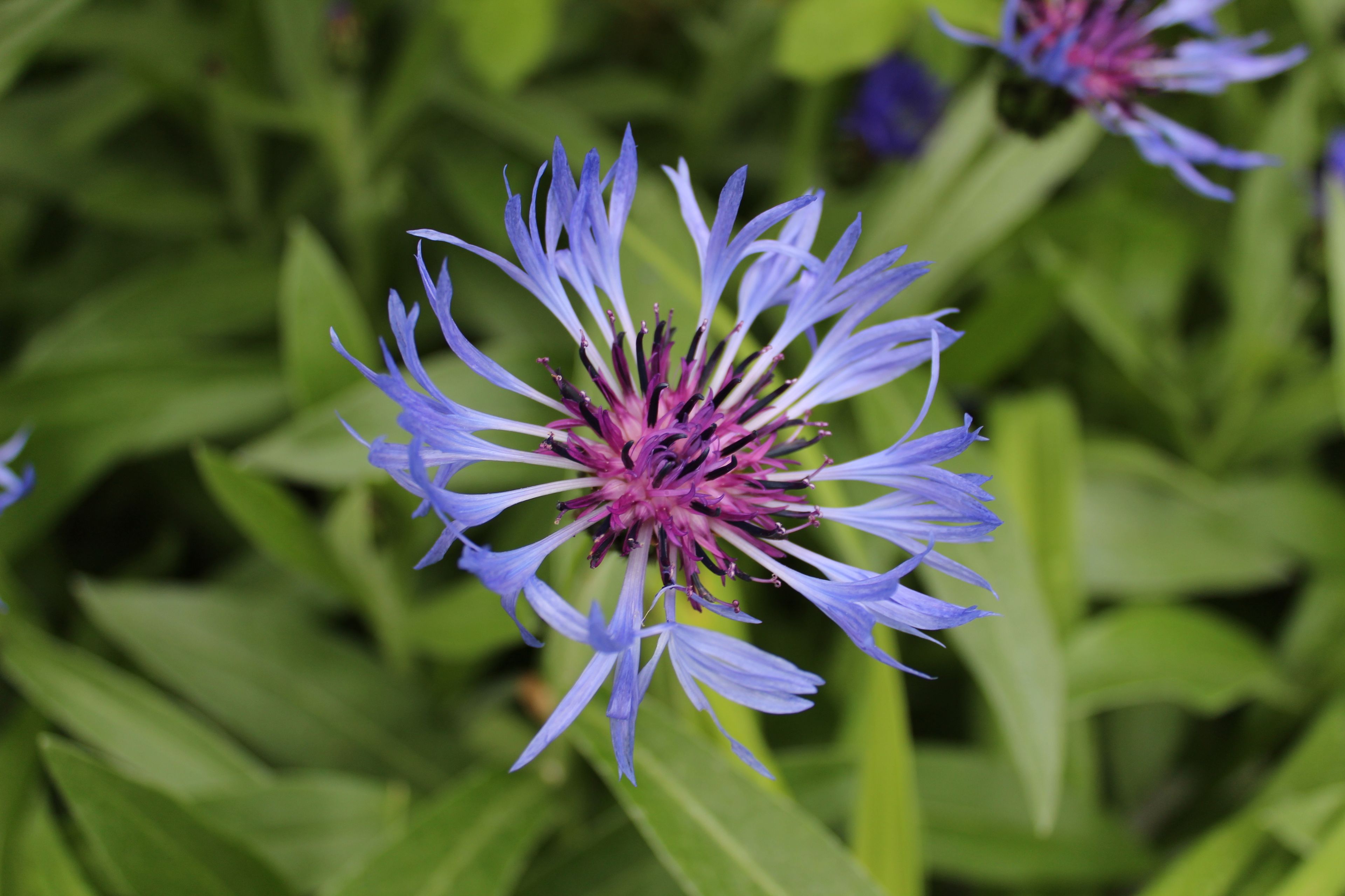 Visite libre des jardins de Coursiana