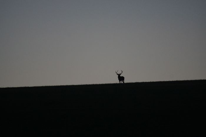Brame du cerf