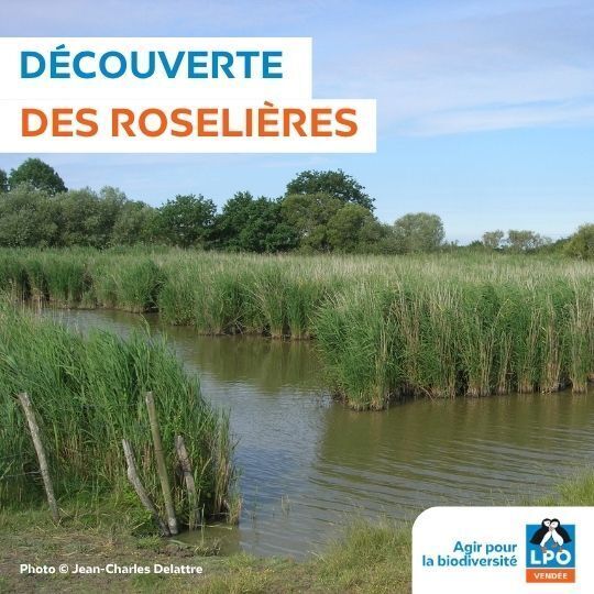 A la découverte des roselières
