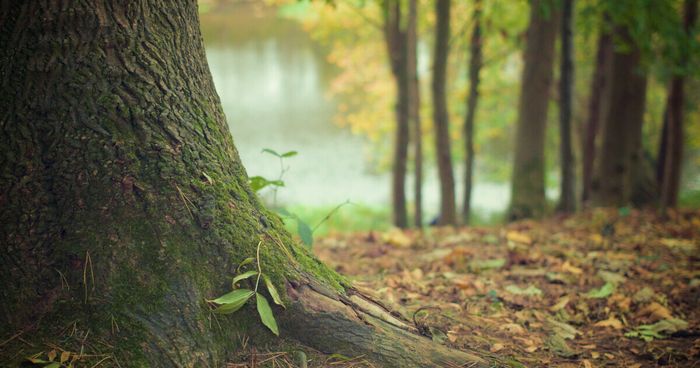 Lettre aux arbres