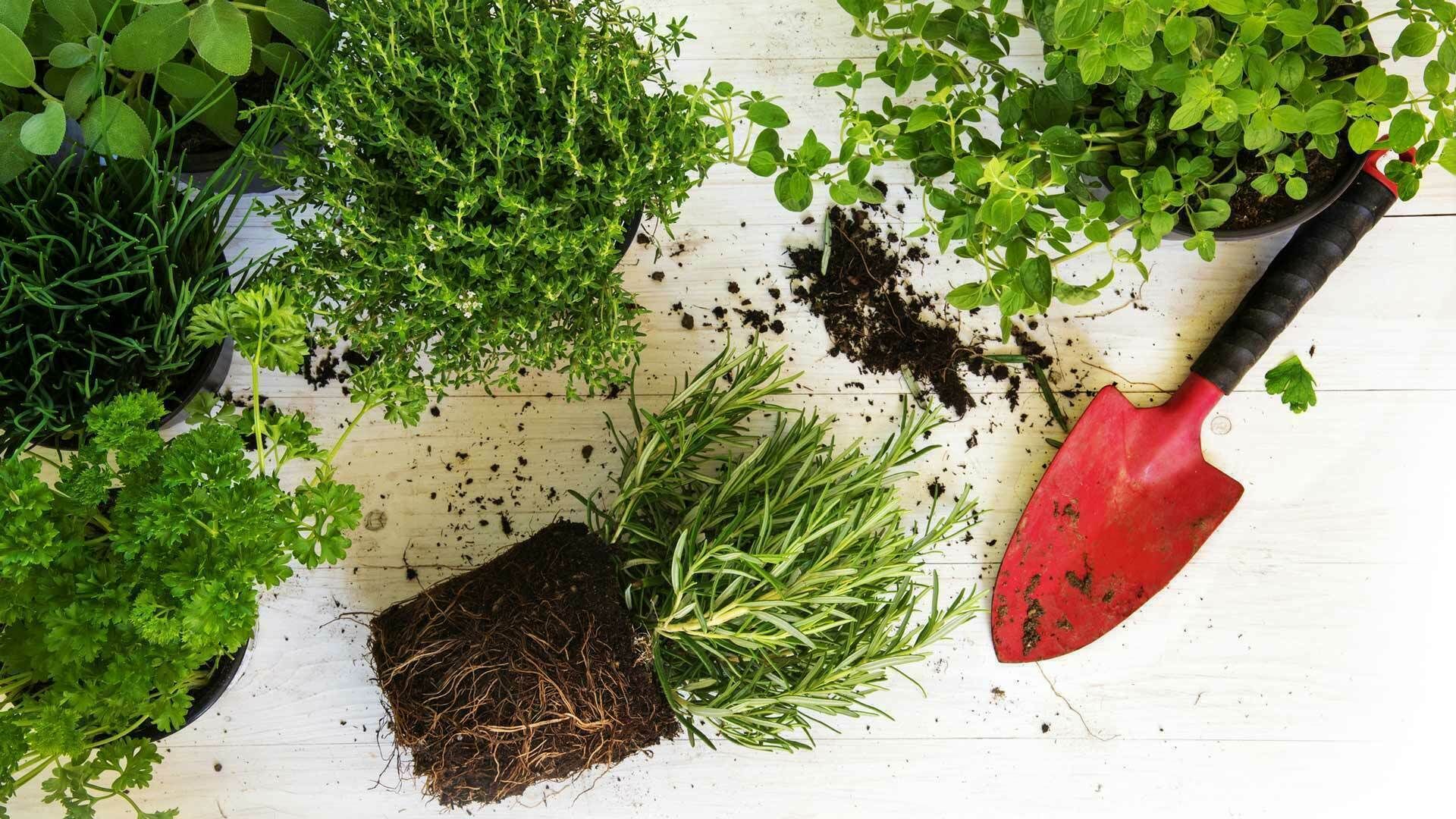 L’épopée des plantes