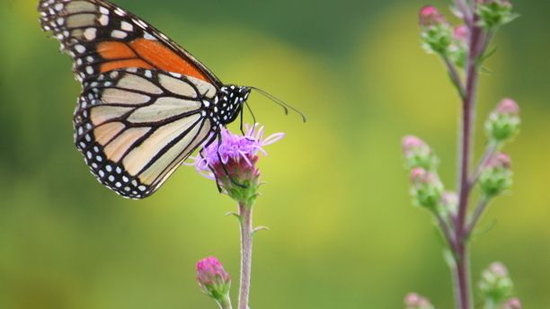 Fête de la Nature 2023