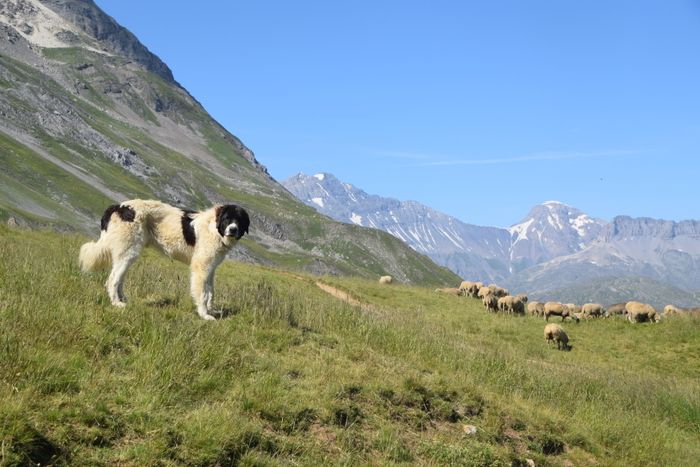 Rendez-vous nature au coeur des alpages