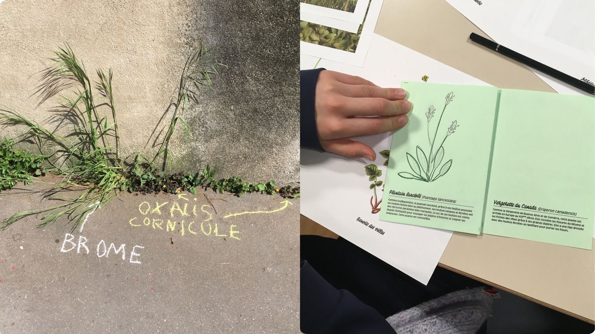 Atelier de graffiti botanique