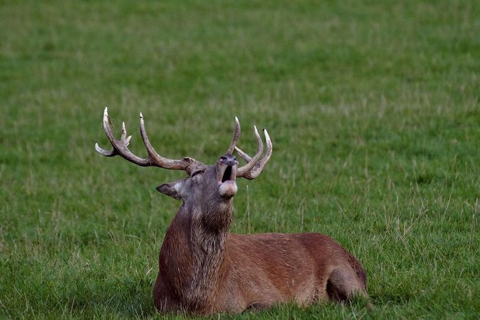 Balade nature à la découverte du majestueux brame du cerf