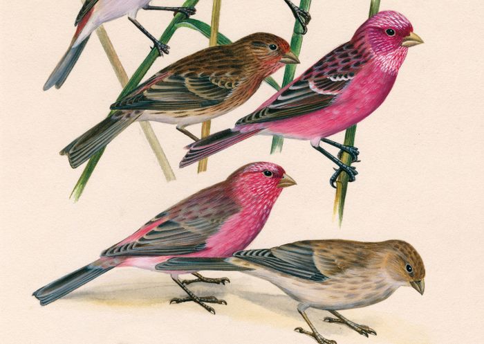 Dessins d'oiseaux, le trait talentueux d'Hermann Heinzel (aux Jardins du Muséum à Borderouge)