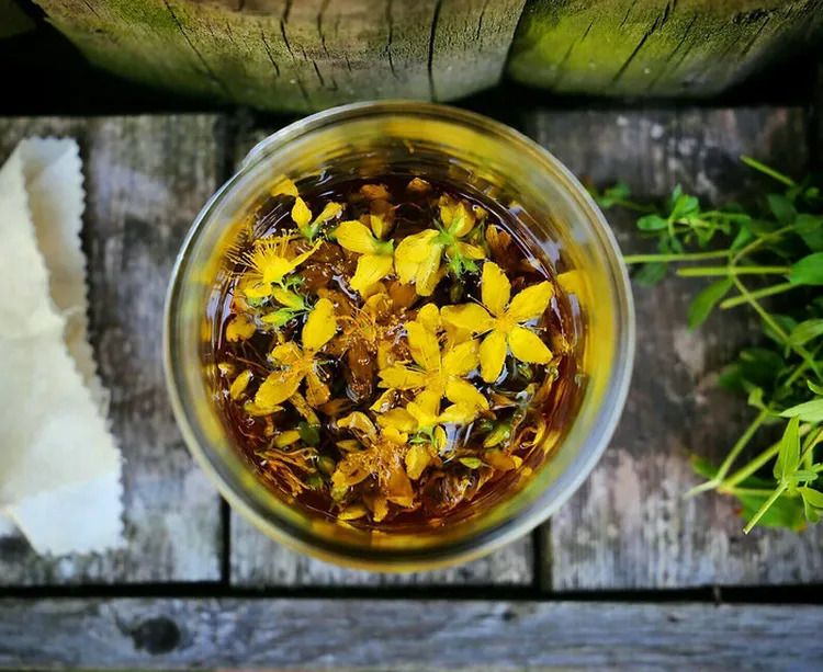 COMPLET |  Les plantes sauvages médicinales