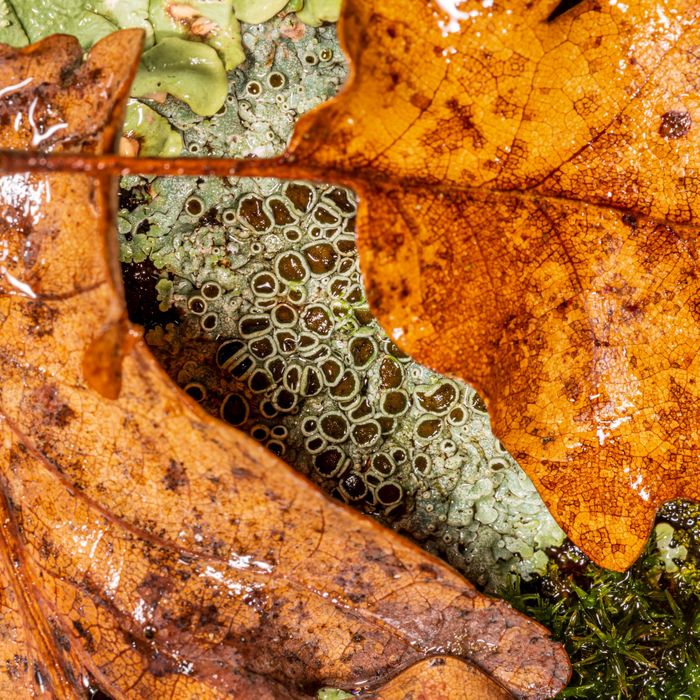 Lichen, dis moi quel air je respire
